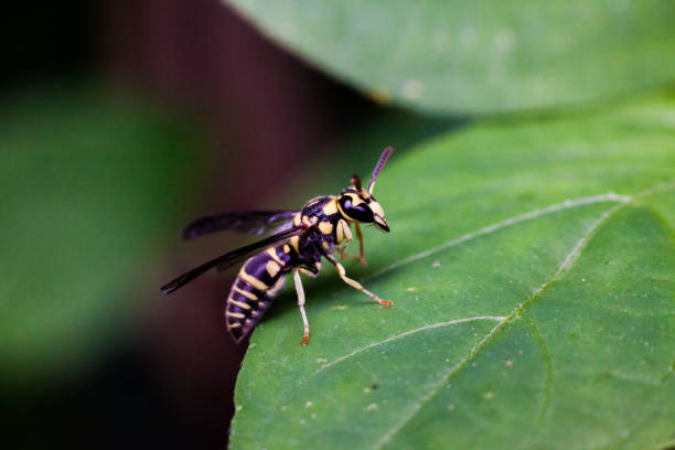 istock Real yellow hornet on a green leaf 657093942