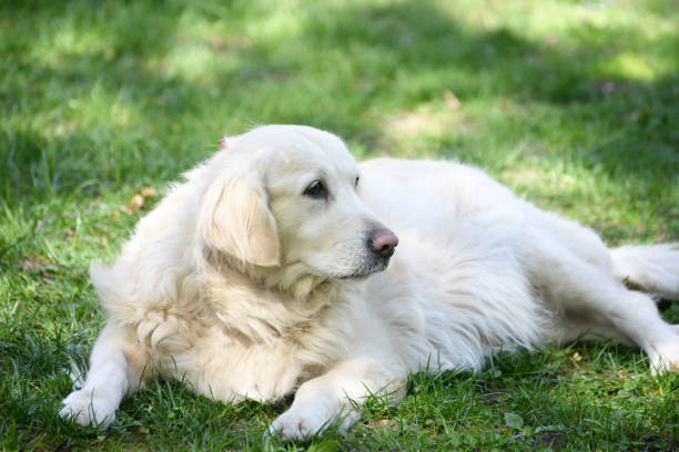 istock Golden retriever lying on the dandelion meadow 657094496