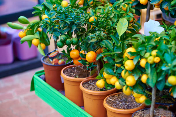 orange tree-stock image - fruit tree photos et images de collection