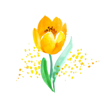 Watercolor naive atyle tulip flower painting. Hand drawn spring floral illustration for print, card, decor, invitation.