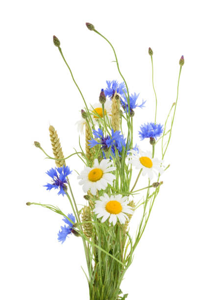 istock Bouquet of beautiful flowers (Cornflowers, chamomiles wheat) isolated without shadow 657110824