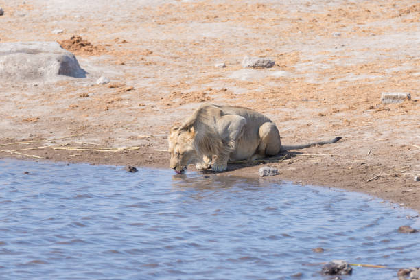 Young male Lion drinking from waterhole in daylight. Wildlife Safari in Etosha National Park, the main travel destination in Namibia, Africa.\