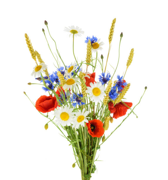 istock Bouquet of beautiful flowers (Cornflowers, chamomiles wheat and poppies) isolated without shadow 657116028