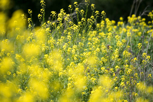 istock Close up of the oilseed rape in bloom 657116372