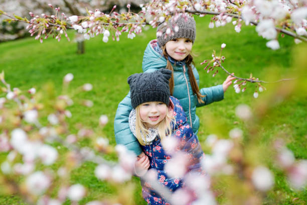 istock Two cute little sisters having fun in blooming cherry garden 657119694