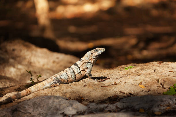 istock Varanus sitting in the sun at Chichen Itza, Mexico 657125880