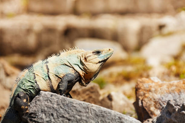 Varanus or monitor sunbathing in natural habitat, Chichen Itza, Mexico