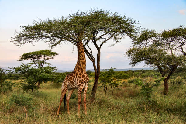 istock Giraffe in Kruger National Park, South Africa 657129410