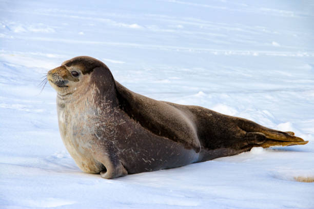 istock Weddell seal on Deception Island in Antarctica 657129728