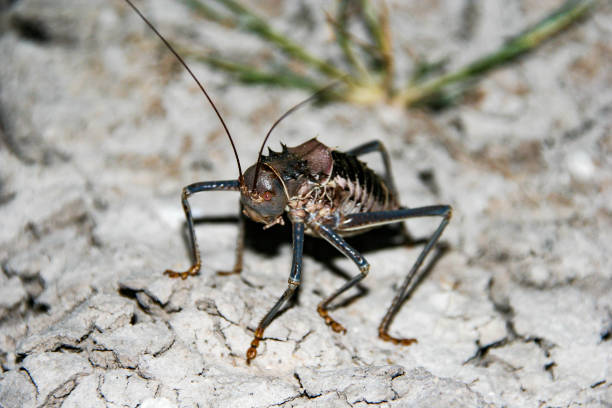 istock An armoured ground cricket crawling in the African bush 657129730