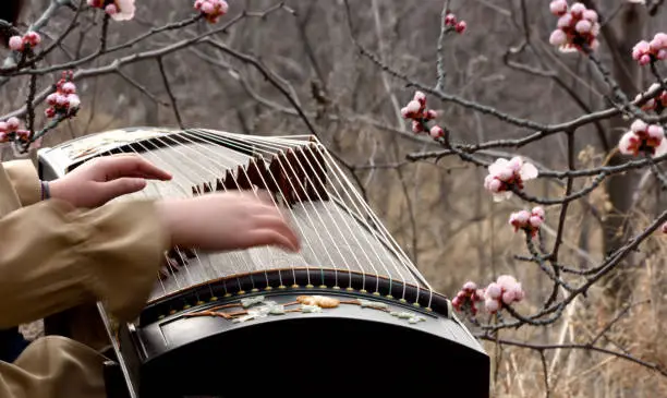 Play Chinese zither in flowers.
