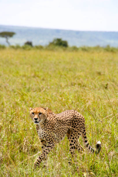 istock Cheetah, Maasai Mara National Reserve, Kenya 657133732