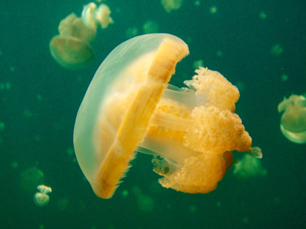 istock Jellyfish Lake, Palau 657138834