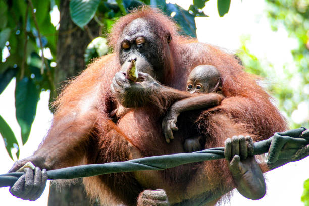 istock Orangutan with baby in Borneo, Malaysia 657138854