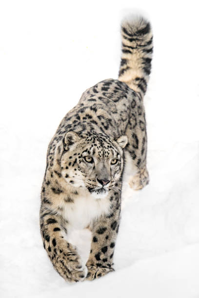 leopardo delle nevi sul prowl xi - snow leopard foto e immagini stock