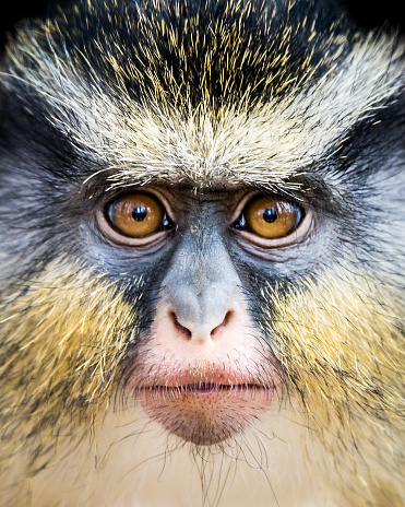 Frontal Portrait of a Wolf's Guenon Monkey
