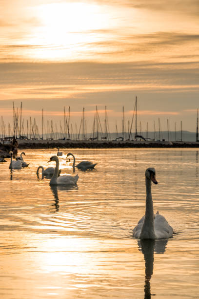 istock Swans on the lake Balaton in the sunset. 657142484