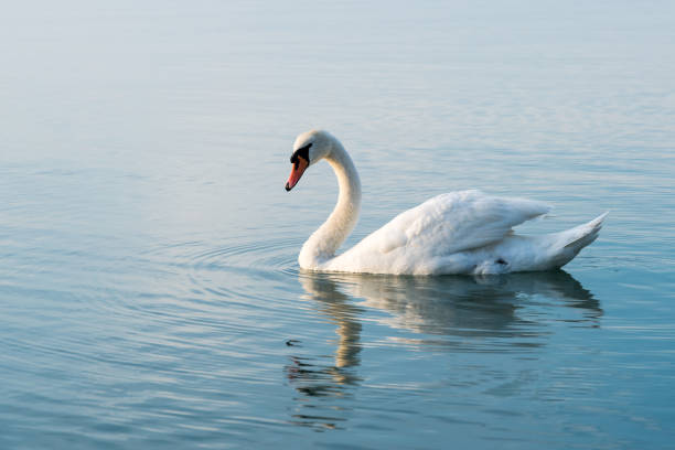 istock Swans on the lake Balaton in the sunset. 657142610