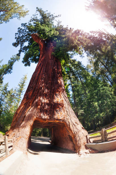 arbre de sequoia avec le tunnel dans le parc national de redwood - ancient tree usa california photos et images de collection