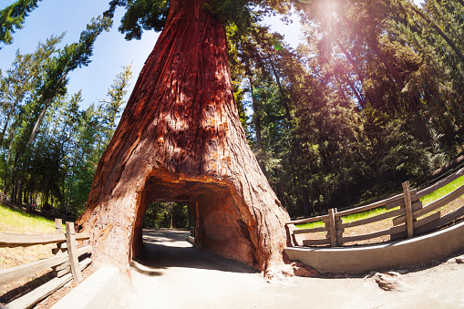 Tunnel through the huge sequoia tree in the Redwood National Park in California, USA