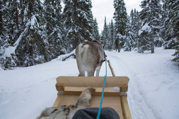 gioco di prestigio delle renne - rear view winter blizzard nordic countries foto e immagini stock