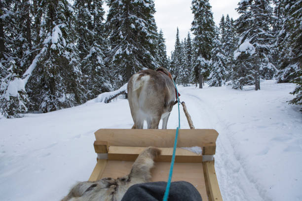 truque de renas - rear view winter blizzard nordic countries - fotografias e filmes do acervo