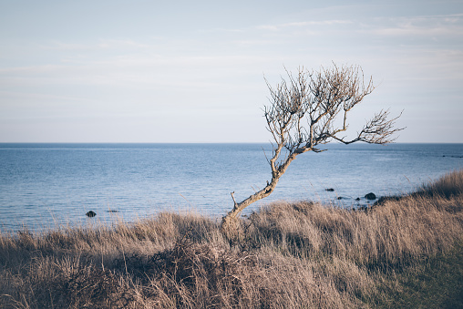 single gnarled warped tree on high coast cliff surrounded by marram grass with blue sea and rocks in background