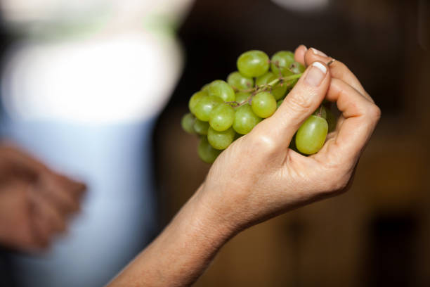 istock Woman hand holding grapes 657152934