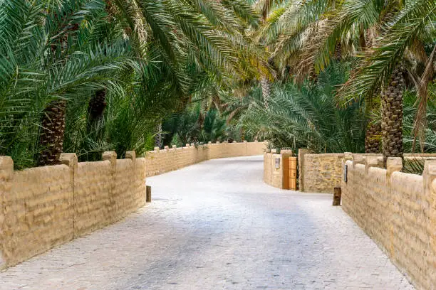 Pathway through the palm trees of the Al Ain Oasis in the United Arab Emirates