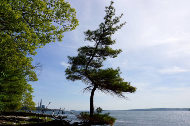 istock Pine trees grows funky on a beach on Cousins Island 657153104