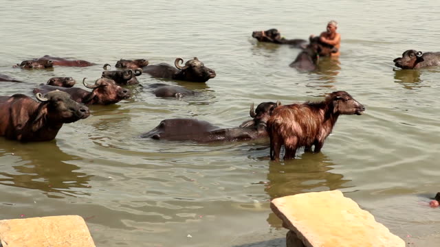 Sacred cows in Varanasi, Indien