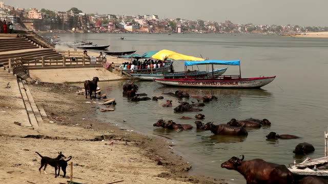 Sacred cows in Varanasi, Indien