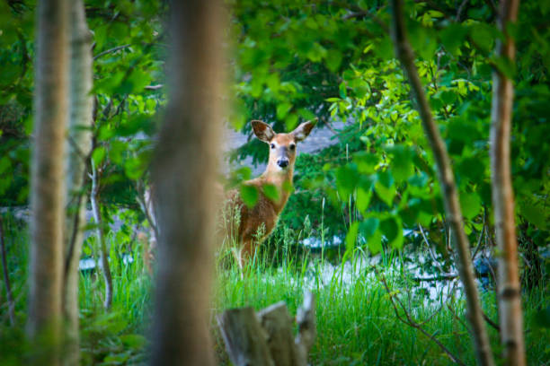 istock Young Deer in Green Meadow 657157684