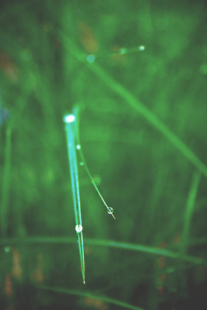 istock Background Macro Photo of Droplet on Green Grass 657157714