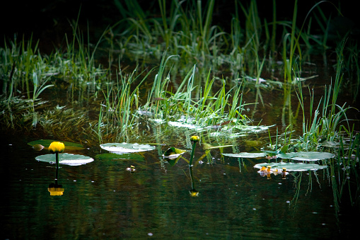 Yellow lily flowers and lilypads in pond.