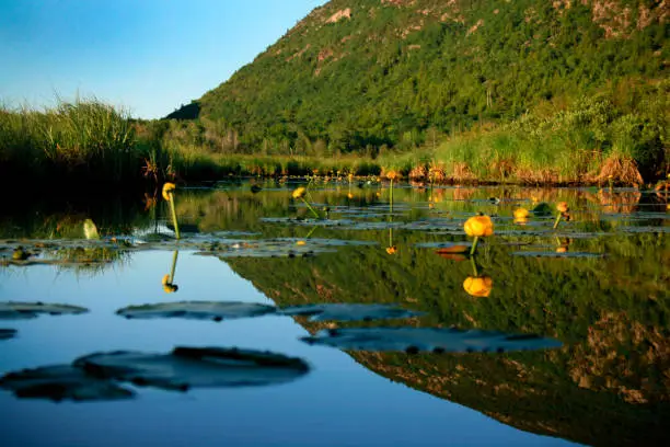 Yellow lily flowers and lilypads with hill in background reflected onto pond.