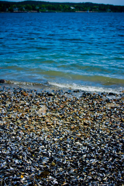 istock Mussels on Shoreline in Bar Harbor Maine 657158128