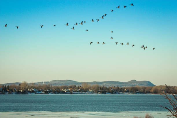 wild birds flying over a lake and a mountain
