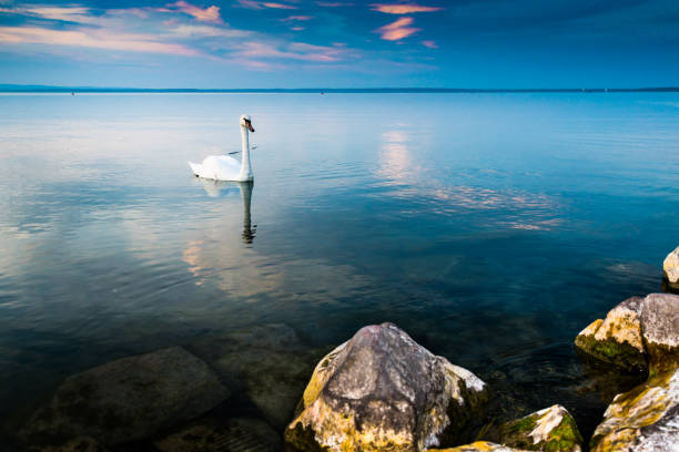 Swans on the lake Balaton in the sunset.