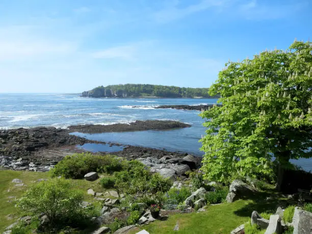 Garden of trees at Ryefield Cove and Whitehead Passage on Peaks Island in Casco Bay, Maine.