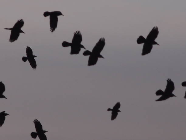 istock Flock of birds in the sky 657164262