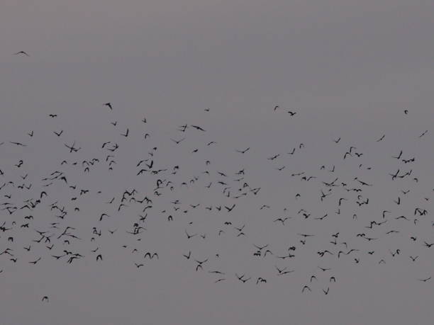 istock Flock of birds in the sky 657164300