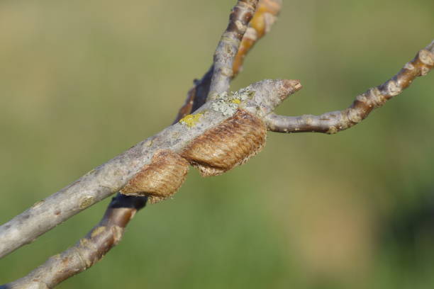 Ootheca mantis on the branches of a tree. The eggs of the insect laid in the cocoon for the winter are laid Ootheca mantis on the branches of a tree. The eggs of the insect laid in the cocoon for the winter are laid. rotifera stock pictures, royalty-free photos & images