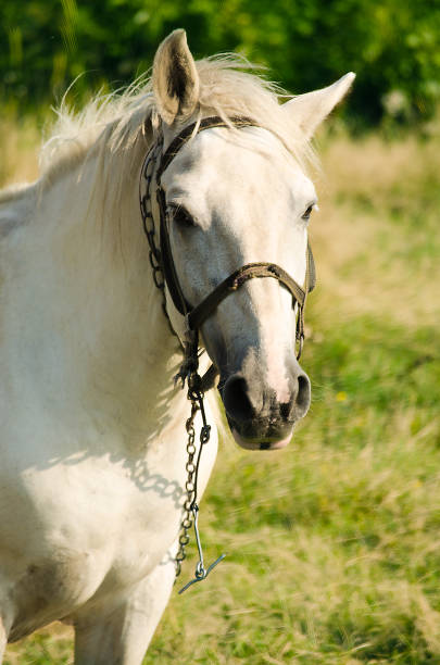 istock A young horse grazing outdoors on the field 657167288