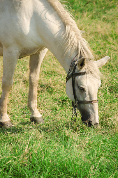 istock A young horse grazing outdoors on the field 657167312