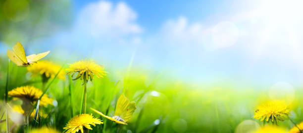 istock Easter spring flower background; fresh flower on green grass background 657168004