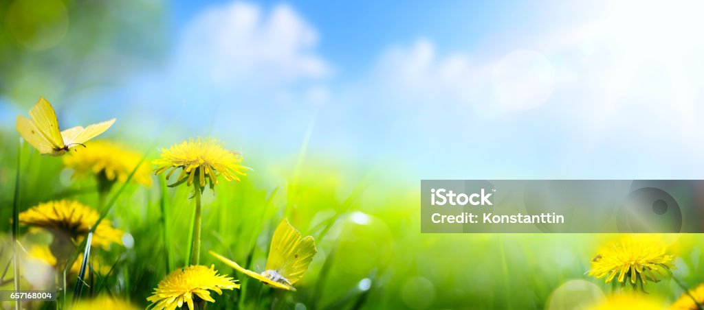 Easter spring flower background; fresh flower on green grass background Easter spring flower background; fresh flower  on green grass background May Stock Photo