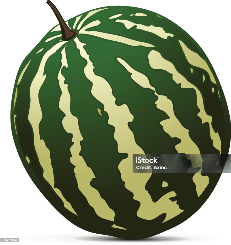 Ripe Watermelon on white background Ripe Watermelon on white background. Hand drawn vector illustration. Berry stock vector