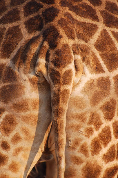 parte traseira de uma girafa no parque nacional etosha em namíbia - safari animals elephant rear end animal nose - fotografias e filmes do acervo