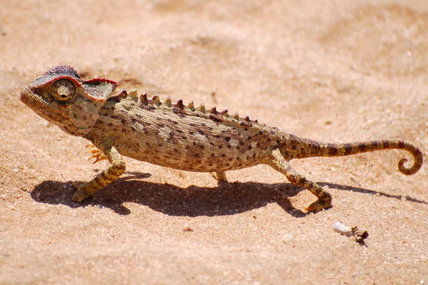 istock Chameleon in the desert of Namibia 657171424
